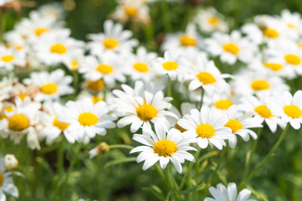 istock White daisy flower bloom in summe 1182774094