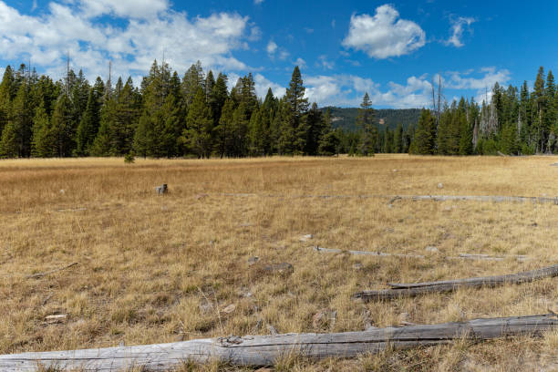 istock Paige meadows, Lake Tahoe 1182774212