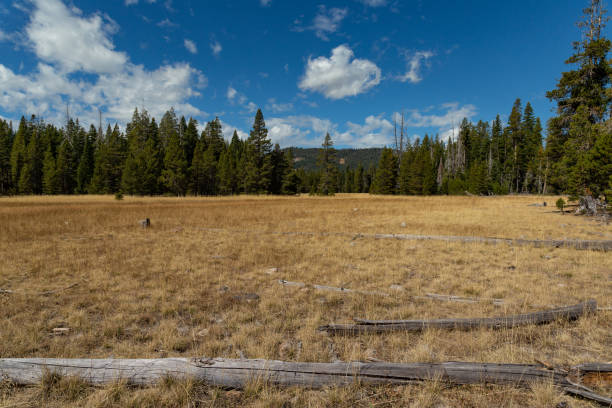 istock Paige meadows, Lake Tahoe 1182774303
