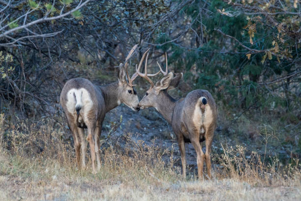 istock Two Deer Stag nose to nose 1182775125