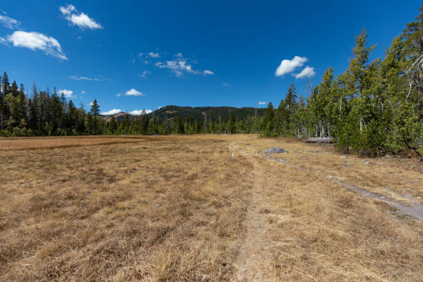 istock Paige meadows, Lake Tahoe 1182775218