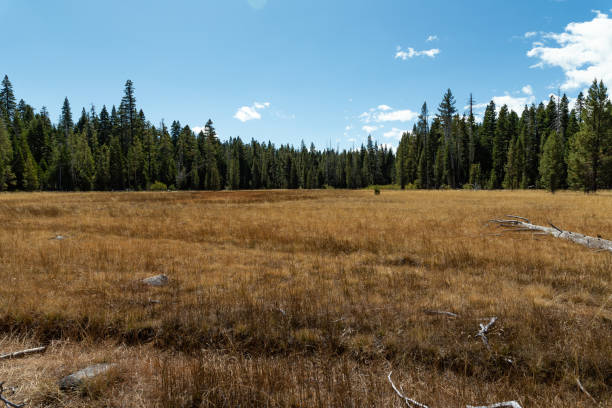istock Paige meadows, Lake Tahoe 1182775795