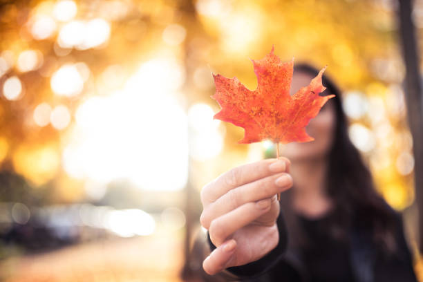 donna che mostra foglia d'acero rosso - maple leaf close up symbol autumn foto e immagini stock