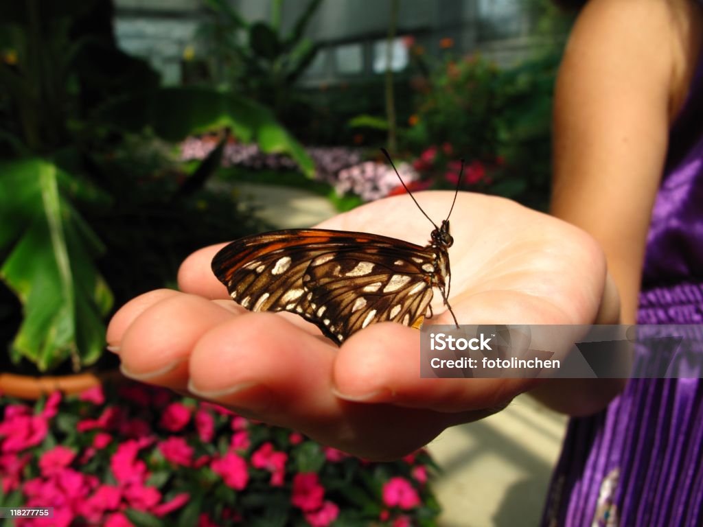 Butterfly - - Lizenzfrei Blume Stock-Foto
