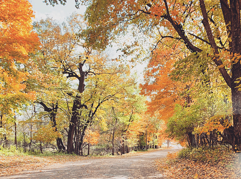 Trees with vibrant colors of leaves changing color during autumn; shades of orange, green, gold
