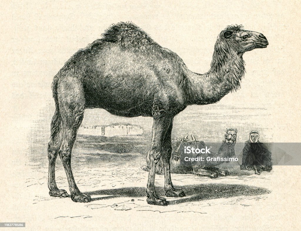 Arabian Camel Or Dromedary In The Desert Stock Illustration - Download  Image Now - Camel, Etching, History - iStock