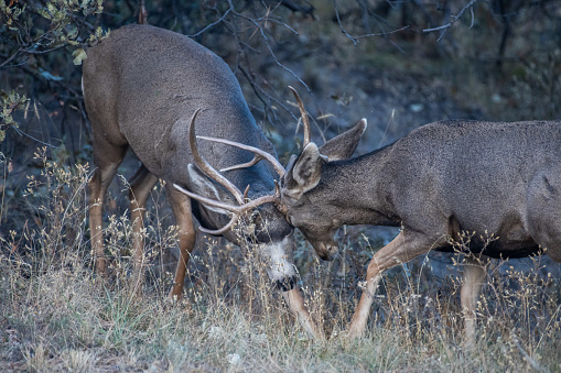 Deer bucks close to each other with antlers touching