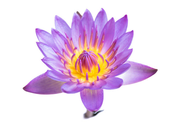 istock Pink Lotus flowers blooming isolated 1182779834