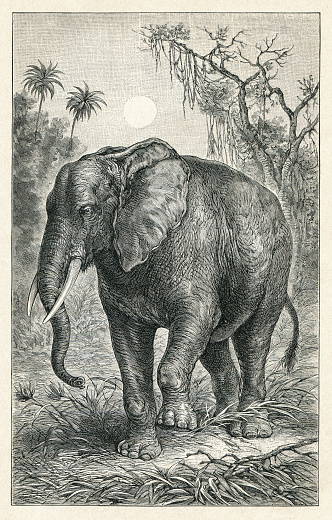 African elephant illustration
Original edition from my own archives
Source : 