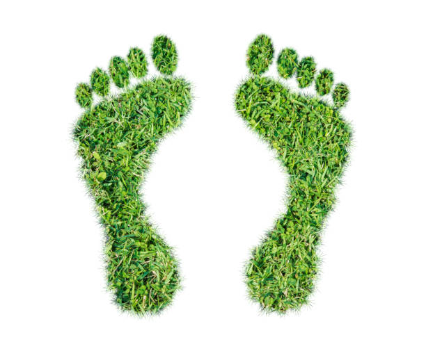 istock Green grass ecological footprint concept 1182780132