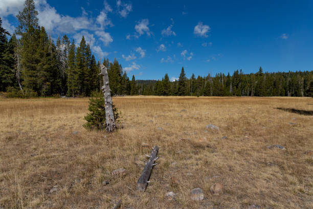 istock Paige meadows, Lake Tahoe 1182781037