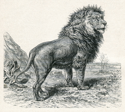 Male african lion illustration
Original edition from my own archives
Source : 