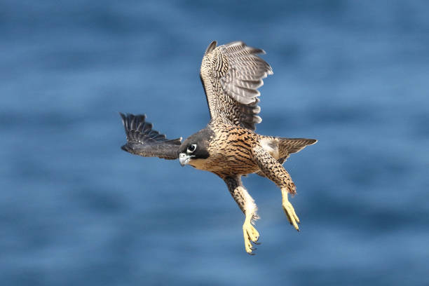 перегрин сокол - peregrine falcon фотографии стоковые фото и изображения