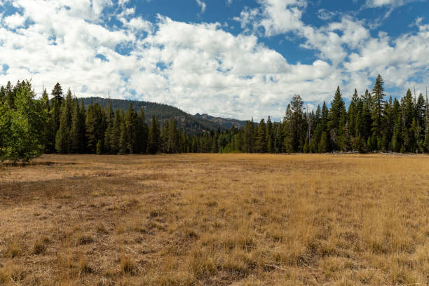 Paige meadows, Lake Tahoe