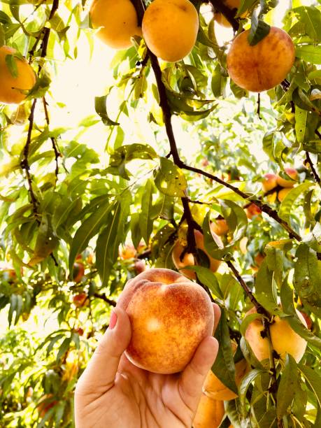 halten eines pfirsichs - georgia peach stock-fotos und bilder