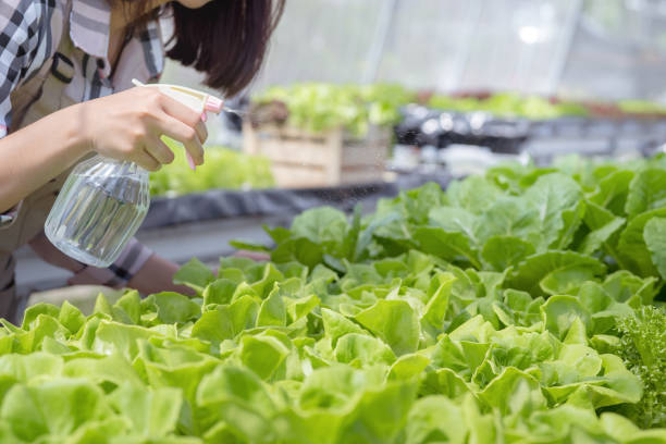 Hand of woman farmer water spraying hydroponic, organic vegetables care in greenhouse owner small business entrepreneur, Healthy food nutrition product, Happy people lifestyle farming mano de mujer agricultor agua pulverización hidropónica, cuidado de verduras orgánicas en el propietario del invernadero pequeño empresario de la pequeña empresa, producto de nutrición alimentaria saludable, gente feliz cultivo de estilo de vida