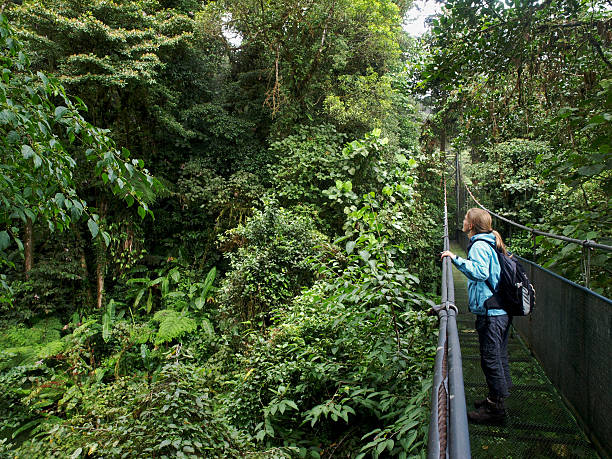 ponte suspensa - monteverde cloud forest imagens e fotografias de stock