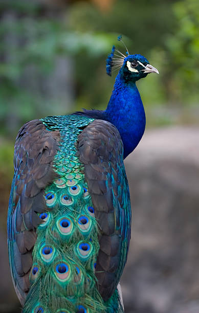istock Pavo cristatus 118278887