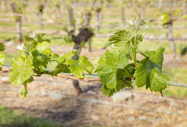 istock fresh vine shoots climbing on wire in organic vineyard with blurred background 1182789554