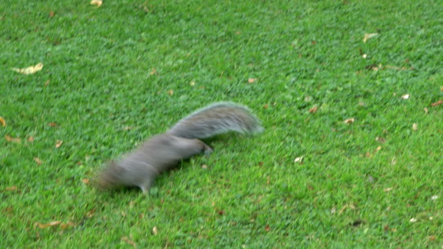 squirrel running on grass