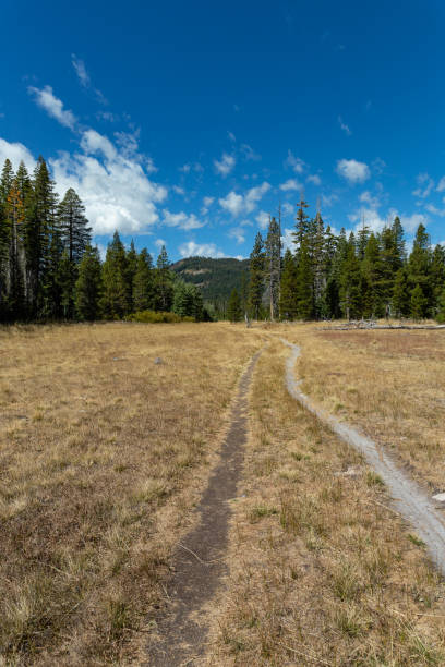 istock Paige meadows, Lake Tahoe 1182790572