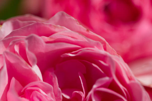 istock close-up of a blooming red rose 1182791510