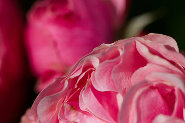 istock close-up of a blooming red rose 1182791520