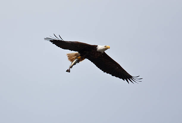 istock bald eagle flying in the sky with a fish in its talons 118279157