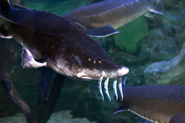 istock Beluga Sturgeon. A close up 1182792139