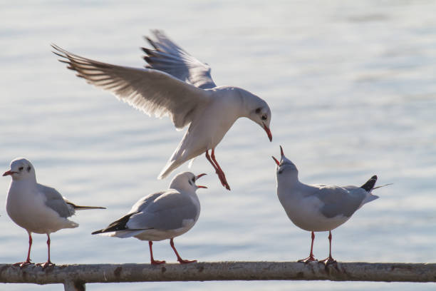 istock three seagulls standing on a handrail in backlight, a forth tries to land and sit down 1182792988