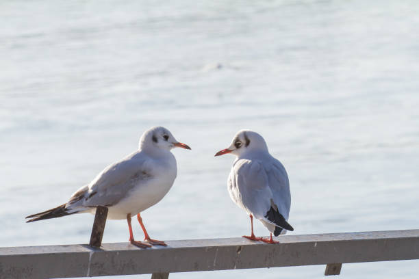 istock two seagulls standing on a handrail in backlight 1182792997