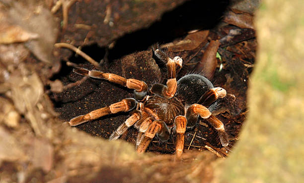 istock tarantula in natural habitat 118279526