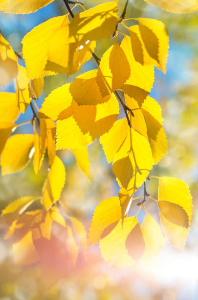 istock Branch of birch trees with yellow foliage 1182802558