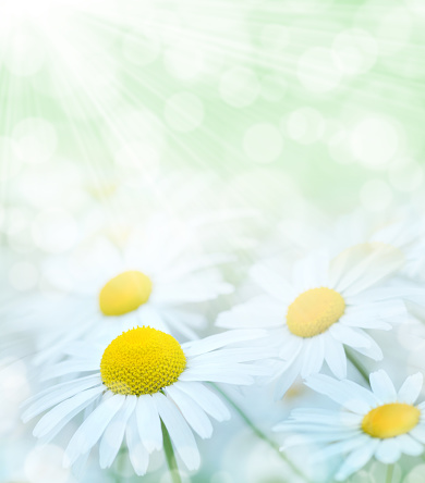 Summer gentle background with red blooming daisies