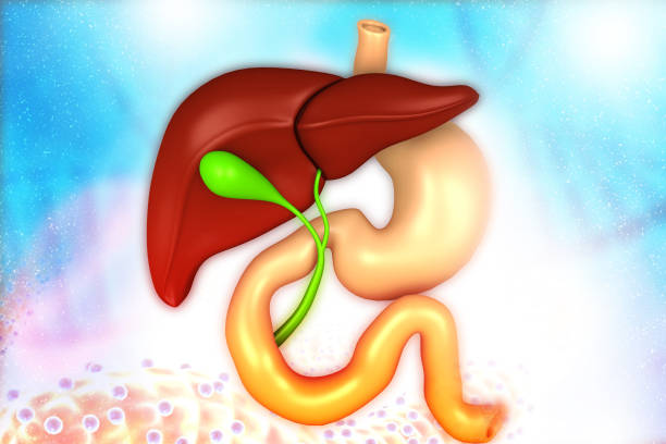 istock Human liver, digestive system on medical background 1182803797