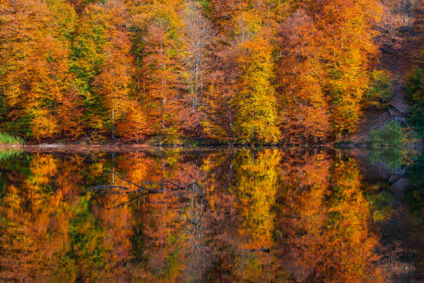 istock Reflection of colorful autumn trees in a lake 1182804023