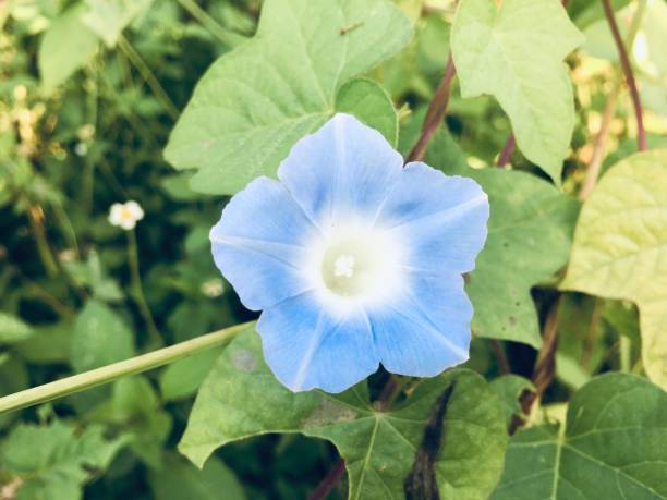 istock Blue and white flowers on the roadside 1182805907