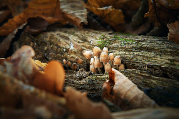 istock mushrooms in the autumn forest close up 1182806278