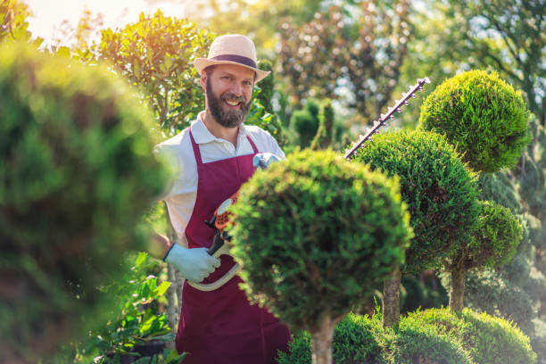 A man trimming a tall hedge with a motorized hedge trimmer.