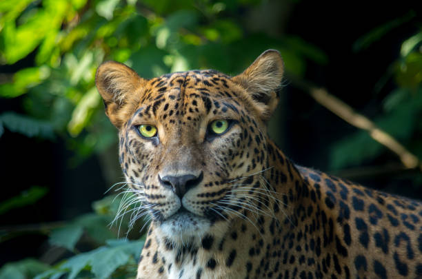 istock The Sri Lankan leopard (Panthera pardus kotiya) is a leopard subspecies native to Sri Lanka that was first described in 1956. 1182809986