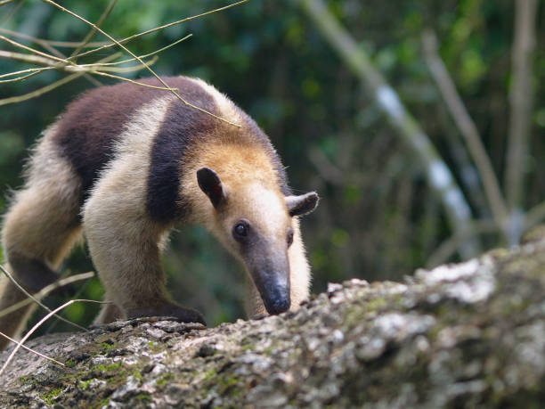 oso hormiguero color - anteater fotografías e imágenes de stock