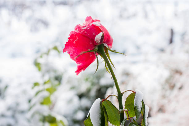istock Snowy cyclone has come. Red rose bloom under snow.Sudden blizzard or snowstorm background. Late fall or early spring. 1182811303