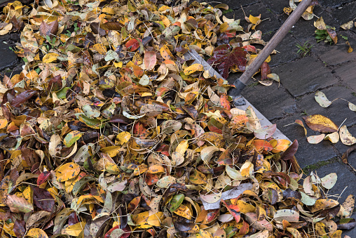 Pile of autumn leaves on paving stones and a broom