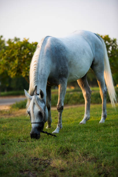 istock Arabian horse 1182811526