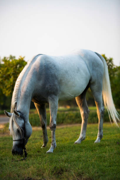 istock Arabian horse 1182811538