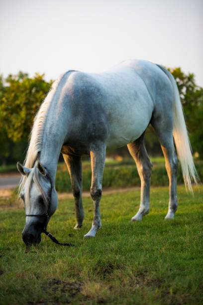 istock Arabian horse 1182811545