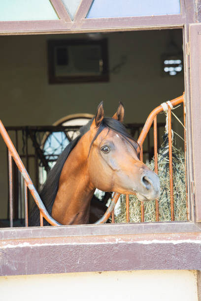 Arabian brown horse