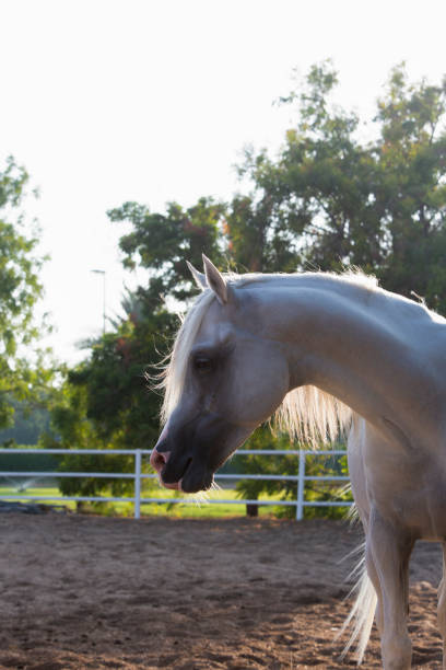 istock Arabian White horse 1182812443