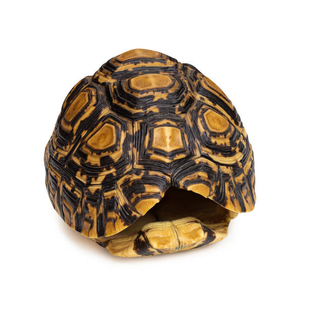 istock Close-up of Tortoise shell isolated on a white background 1182812460