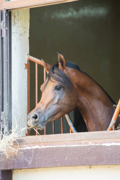 istock Arabian brown horse 1182812598